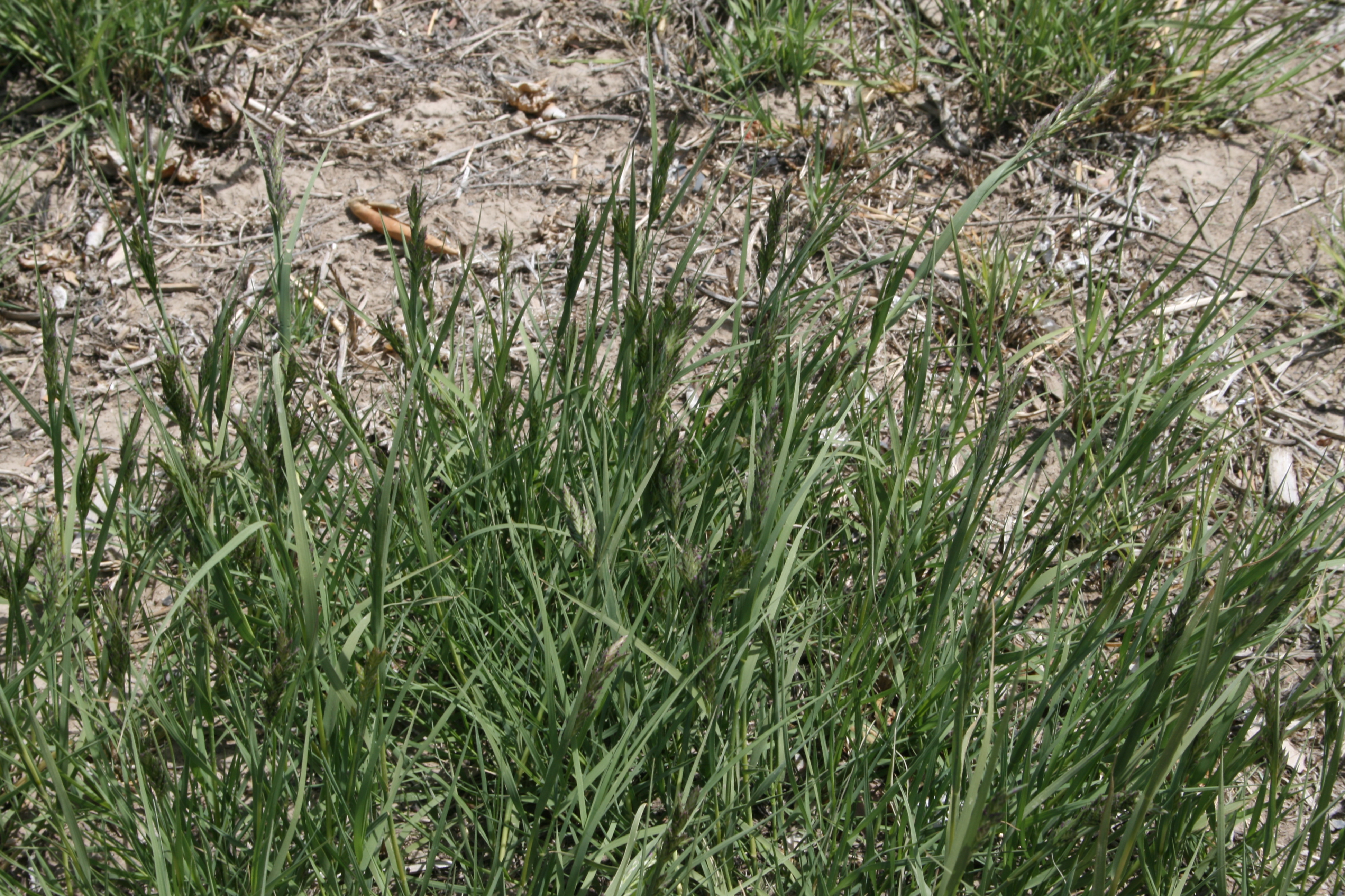 alkali saltgrass (Distichlis stricta )